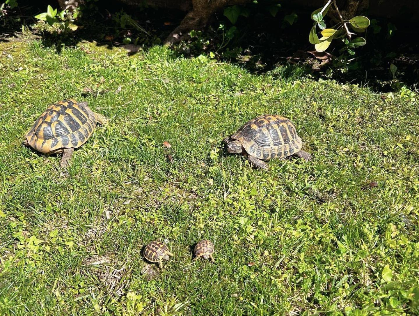 Il Villino Di Monic Pisa Centro Villa Dış mekan fotoğraf